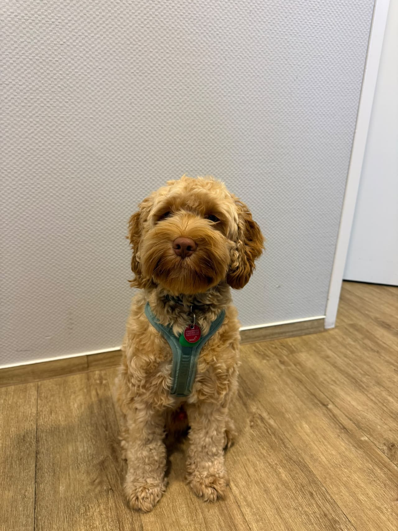 Billy – Praxishund, Physio2Go im Neumarkthaus Gelsenkirchen